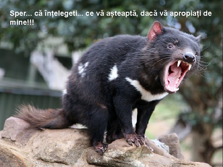 Sper. . . că înțelegeti. . . ce vă așteaptă, dacă vă apropiați de