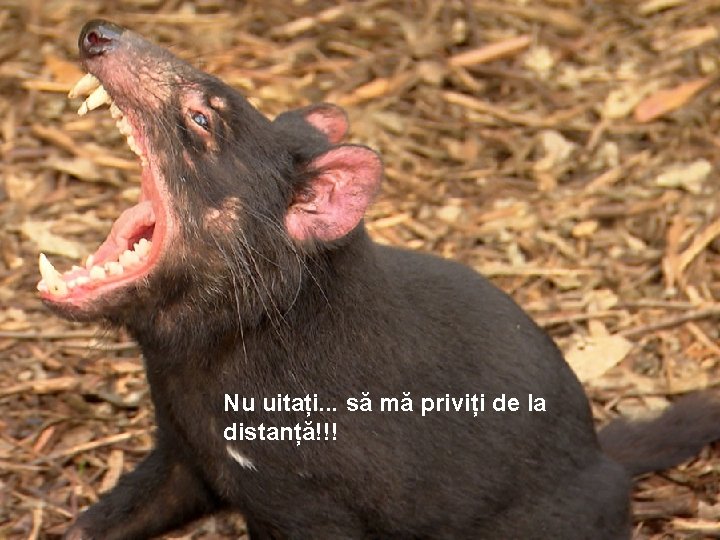 Nu uitați. . . să mă priviți de la distanță!!! 