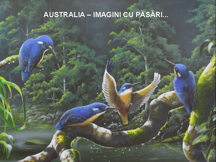 AUSTRALIA – IMAGINI CU PĂSĂRI. . . 