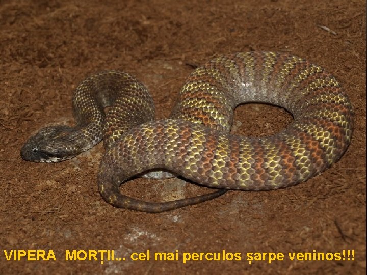 VIPERA MORȚII. . . cel mai perculos șarpe veninos!!! 