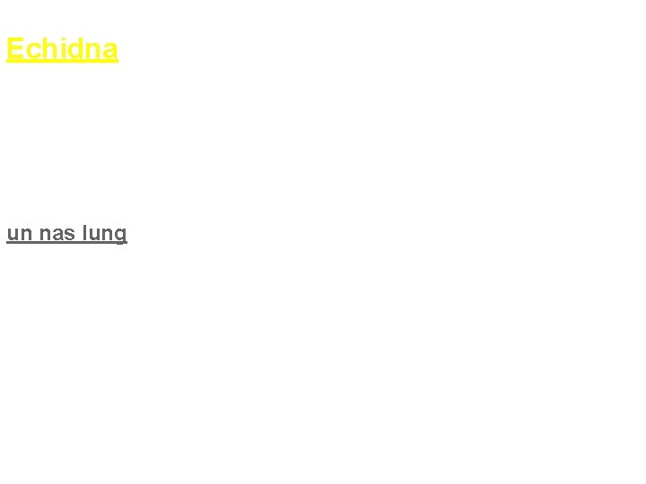 Echidna este un mamifer, ce aparține ordinului monotremelor, familia. . . Guinee, iar cei
