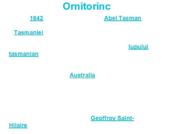 Ornitorinc În anul 1642, navigatorul olandez Abel Tasman a întreprins câteva călatorii pe coasta