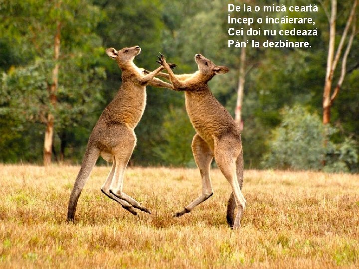 De la o mică ceartă Încep o încăierare, Cei doi nu cedează Pân’ la