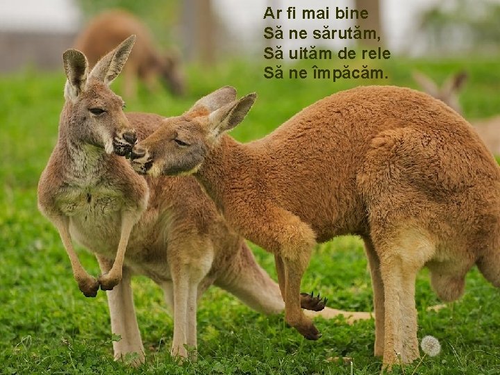 Ar fi mai bine Să ne sărutăm, Să uităm de rele Să ne împăcăm.