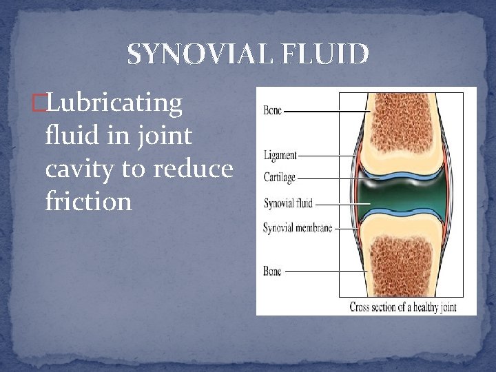 SYNOVIAL FLUID �Lubricating fluid in joint cavity to reduce friction 