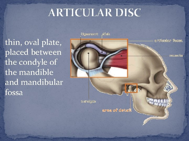 ARTICULAR DISC thin, oval plate, placed between the condyle of the mandible and mandibular