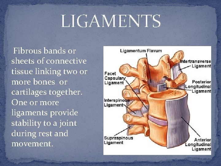 LIGAMENTS Fibrous bands or sheets of connective tissue linking two or more bones or