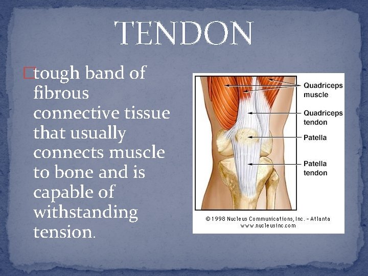 TENDON �tough band of fibrous connective tissue that usually connects muscle to bone and