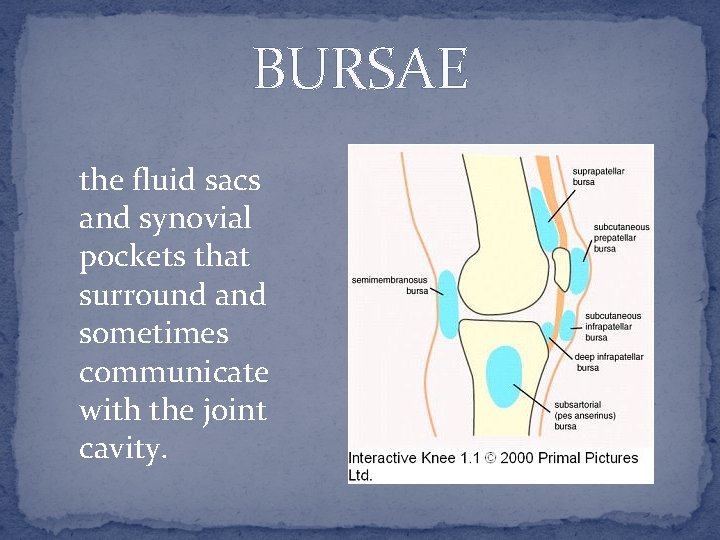 BURSAE the fluid sacs and synovial pockets that surround and sometimes communicate with the