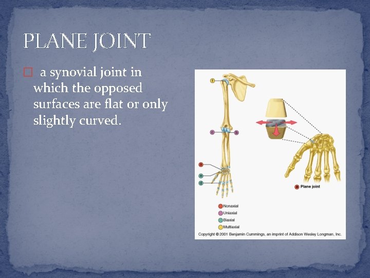 PLANE JOINT � a synovial joint in which the opposed surfaces are flat or