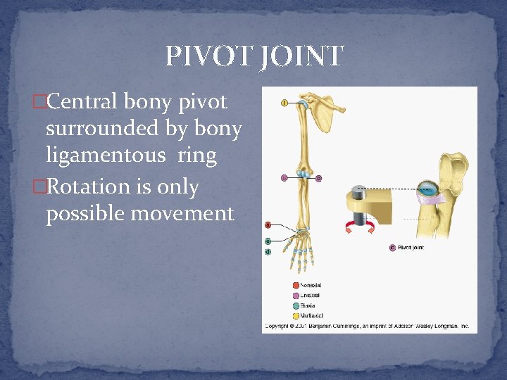 PIVOT JOINT �Central bony pivot surrounded by bony ligamentous ring �Rotation is only possible