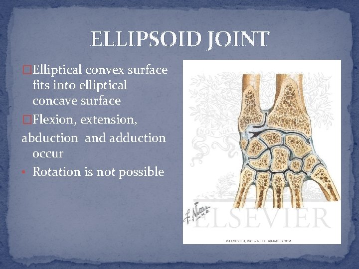 ELLIPSOID JOINT �Elliptical convex surface fits into elliptical concave surface �Flexion, extension, abduction and