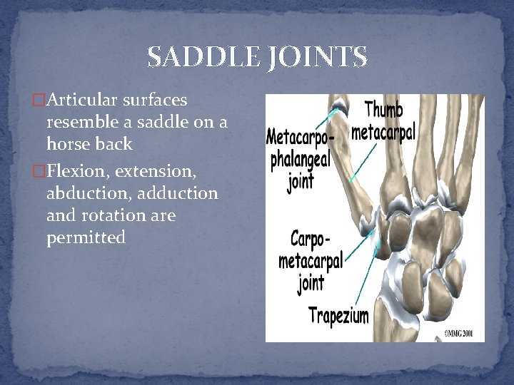 SADDLE JOINTS �Articular surfaces resemble a saddle on a horse back �Flexion, extension, abduction,