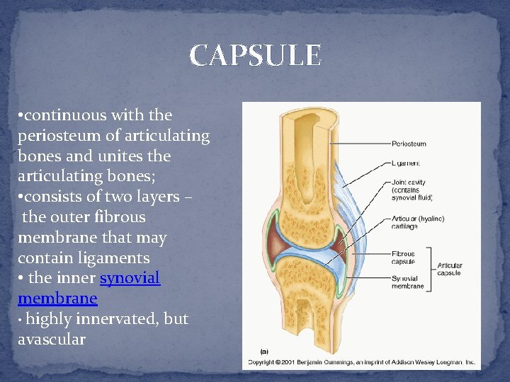 CAPSULE • continuous with the periosteum of articulating bones and unites the articulating bones;