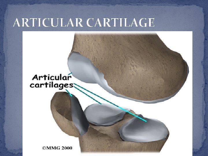 ARTICULAR CARTILAGE 