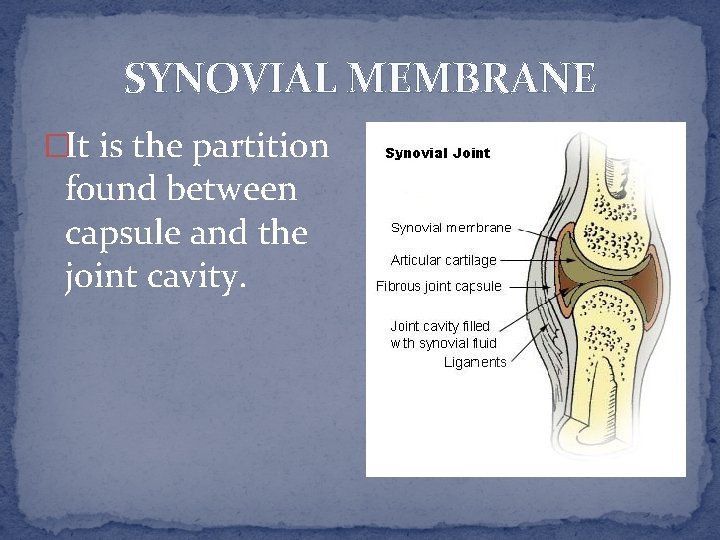 SYNOVIAL MEMBRANE �It is the partition found between capsule and the joint cavity. 