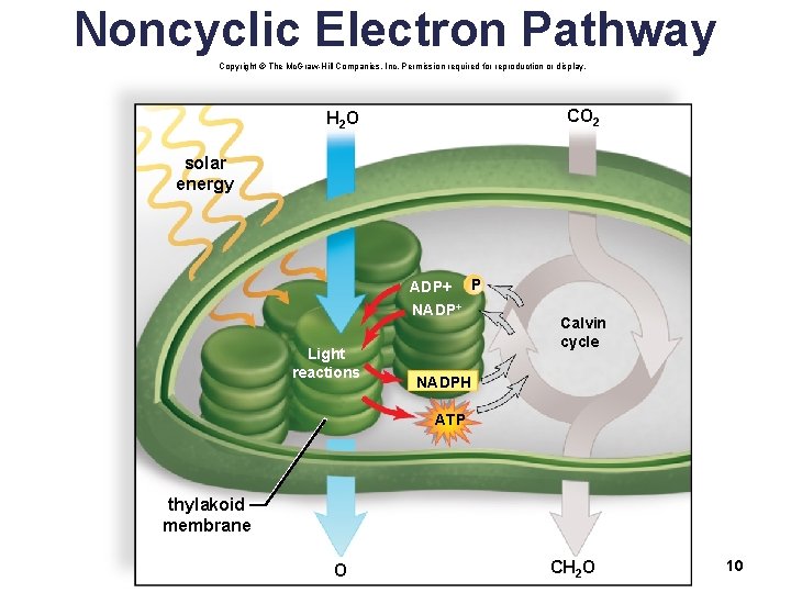 Noncyclic Electron Pathway Copyright © The Mc. Graw-Hill Companies, Inc. Permission required for reproduction
