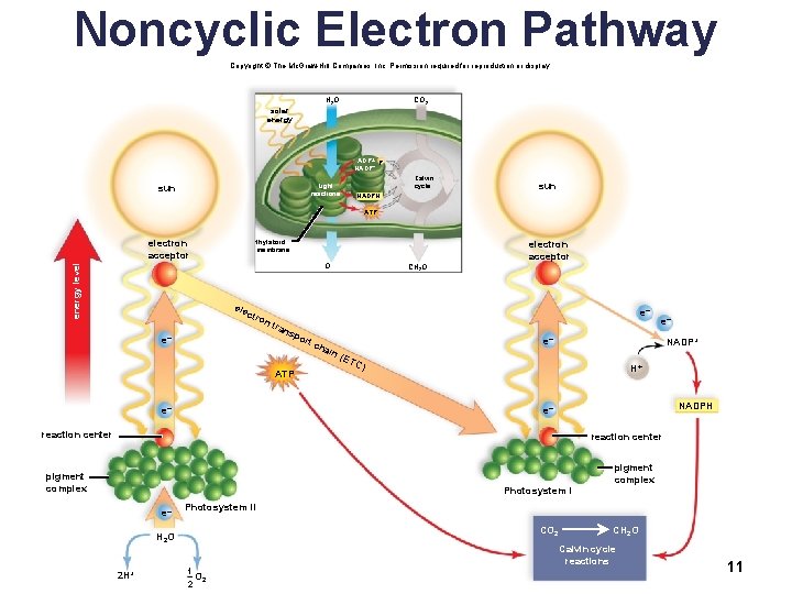 Noncyclic Electron Pathway Copyright © The Mc. Graw-Hill Companies, Inc. Permission required for reproduction