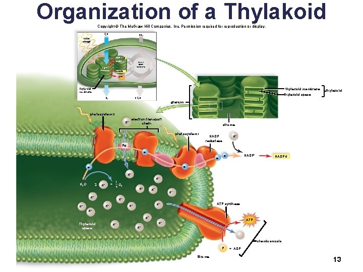 Organization of a Thylakoid Copyright © The Mc. Graw-Hill Companies, Inc. Permission required for