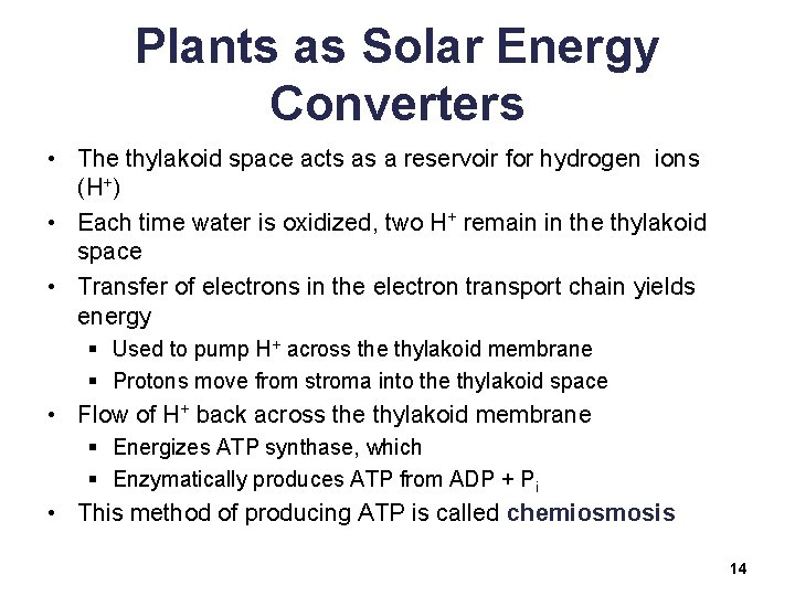 Plants as Solar Energy Converters • The thylakoid space acts as a reservoir for