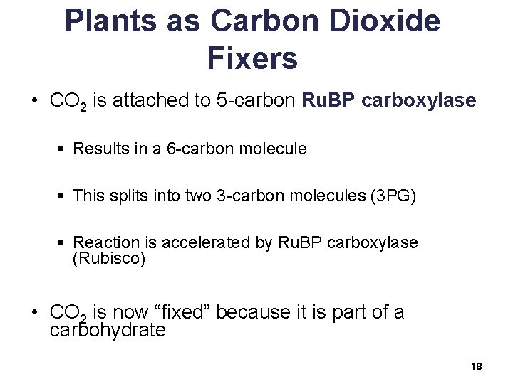 Plants as Carbon Dioxide Fixers • CO 2 is attached to 5 -carbon Ru.