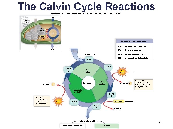 The Calvin Cycle Reactions Copyright © The Mc. Graw-Hill Companies, Inc. Permission required for