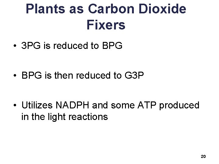 Plants as Carbon Dioxide Fixers • 3 PG is reduced to BPG • BPG