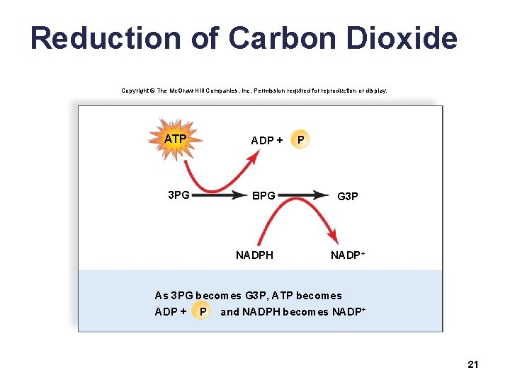 Reduction of Carbon Dioxide Copyright © The Mc. Graw-Hill Companies, Inc. Permission required for