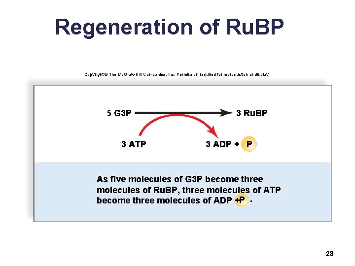 Regeneration of Ru. BP Copyright © The Mc. Graw-Hill Companies, Inc. Permission required for