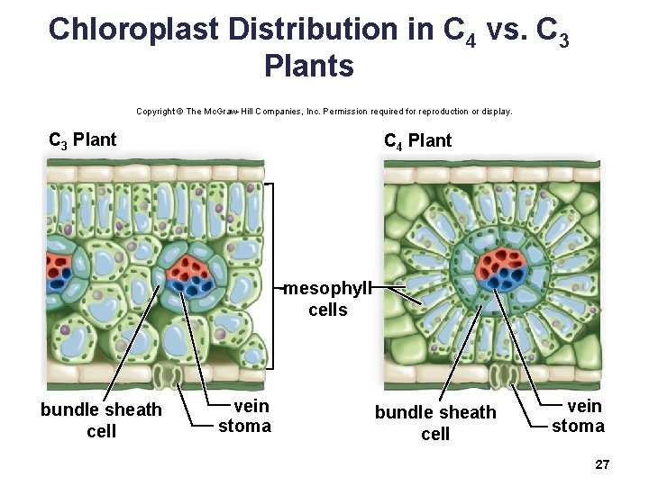 Chloroplast Distribution in C 4 vs. C 3 Plants Copyright © The Mc. Graw-Hill