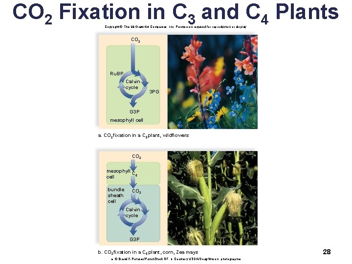 CO 2 Fixation in C 3 and C 4 Plants Copyright © The Mc.
