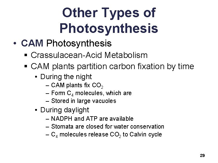 Other Types of Photosynthesis • CAM Photosynthesis § Crassulacean-Acid Metabolism § CAM plants partition