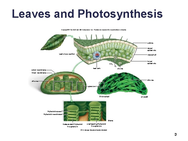 Leaves and Photosynthesis Copyright © The Mc. Graw-Hill Companies, Inc. Permission required for reproduction