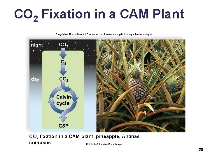 CO 2 Fixation in a CAM Plant Copyright © The Mc. Graw-Hill Companies, Inc.