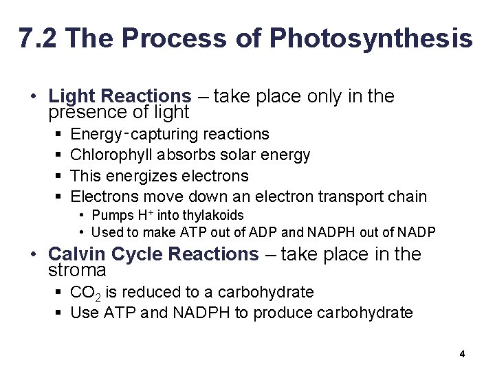 7. 2 The Process of Photosynthesis • Light Reactions – take place only in