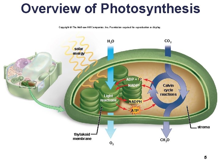 Overview of Photosynthesis Copyright © The Mc. Graw-Hill Companies, Inc. Permission required for reproduction