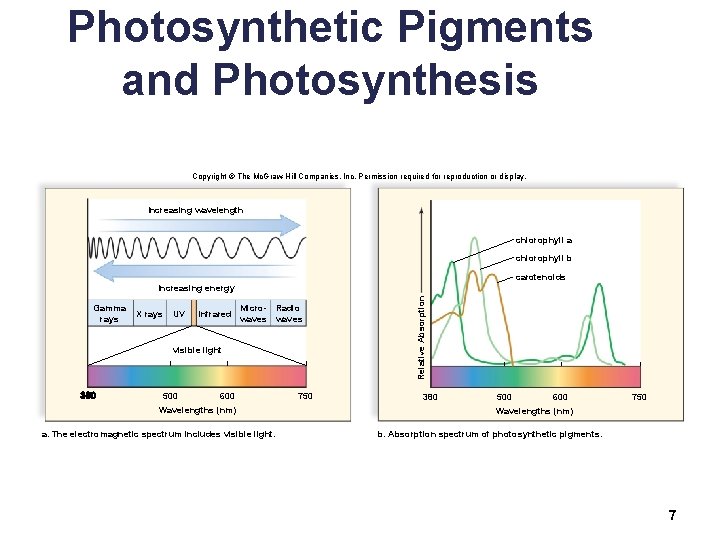 Photosynthetic Pigments and Photosynthesis Copyright © The Mc. Graw-Hill Companies, Inc. Permission required for