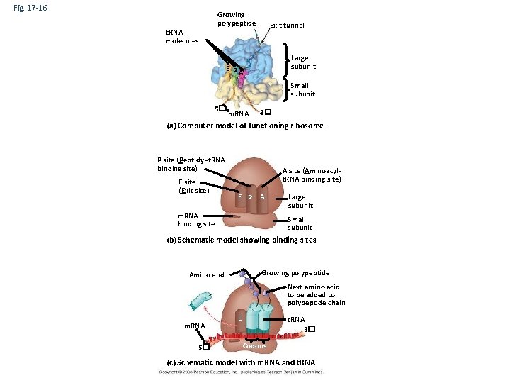 Fig. 17 -16 Growing polypeptide t. RNA molecules Exit tunnel Large subunit EP A