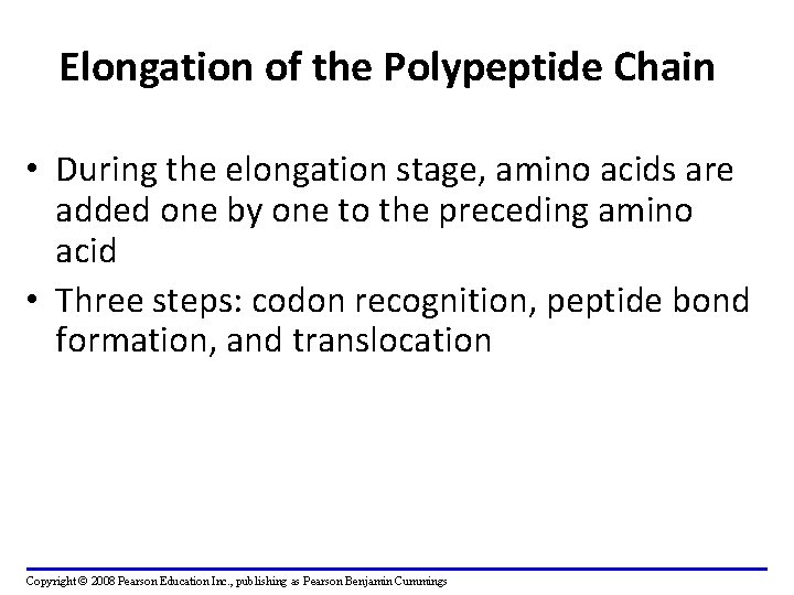 Elongation of the Polypeptide Chain • During the elongation stage, amino acids are added