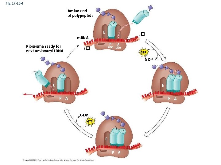 Fig. 17 -18 -4 Amino end of polypeptide E 3� m. RNA Ribosome ready