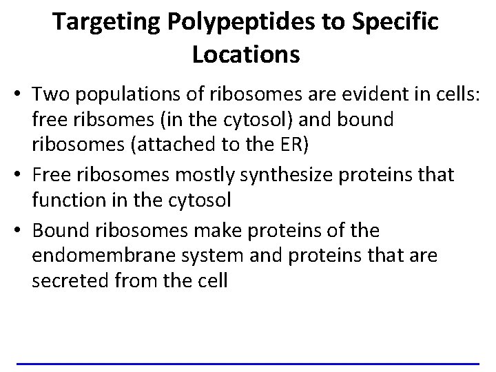 Targeting Polypeptides to Specific Locations • Two populations of ribosomes are evident in cells: