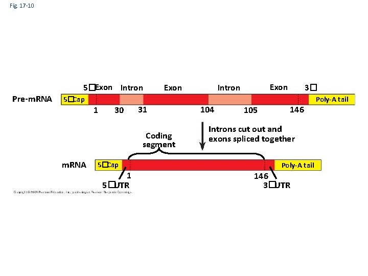 Fig. 17 -10 5�Exon Intron Pre-m. RNA Exon Intron Poly-A tail 5�Cap 1 30