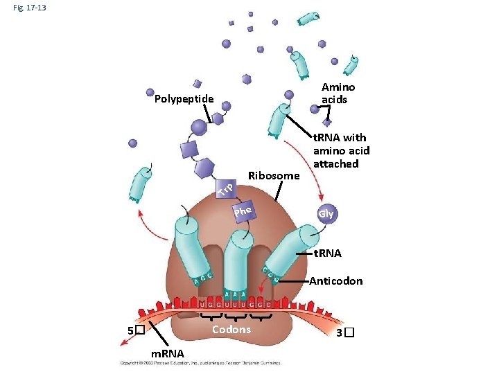 Fig. 17 -13 Amino acids Polypeptide Tr p Ribosome t. RNA with amino acid