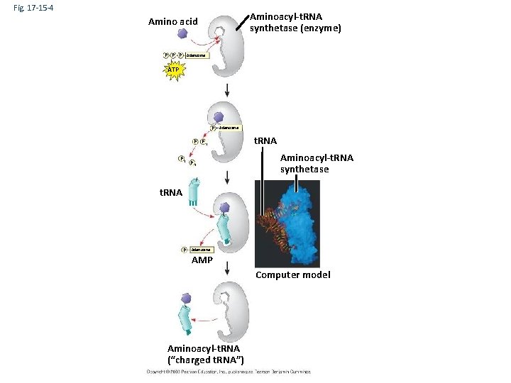 Fig. 17 -15 -4 Aminoacyl-t. RNA synthetase (enzyme) Amino acid P P P Adenosine