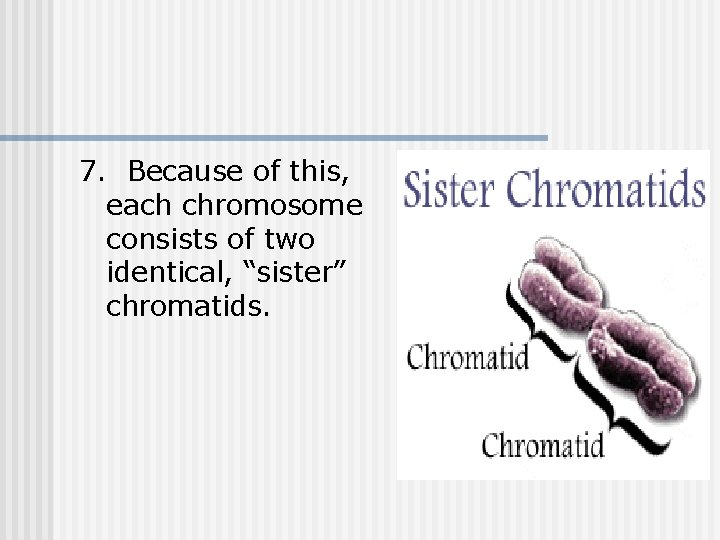 7. Because of this, each chromosome consists of two identical, “sister” chromatids. 7. Because of this, each chromosome consists of two identical, “sister” chromatids.