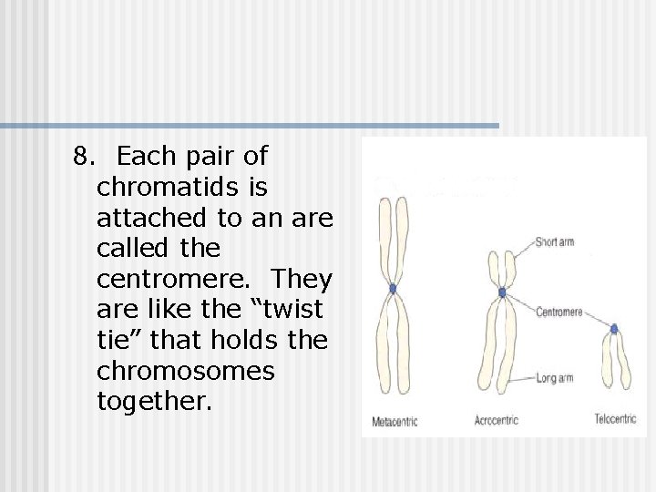 8. Each pair of chromatids is attached to an are called the centromere. They 8. Each pair of chromatids is attached to an are called the centromere. They