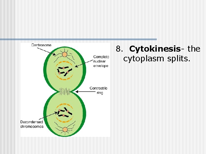 8. Cytokinesis- the cytoplasm splits. 8. Cytokinesis- the cytoplasm splits.
