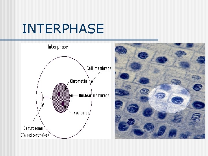 INTERPHASE INTERPHASE