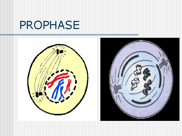 PROPHASE PROPHASE