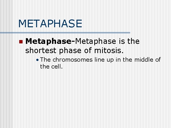 METAPHASE n Metaphase-Metaphase is the shortest phase of mitosis. • The chromosomes line up METAPHASE n Metaphase-Metaphase is the shortest phase of mitosis. • The chromosomes line up